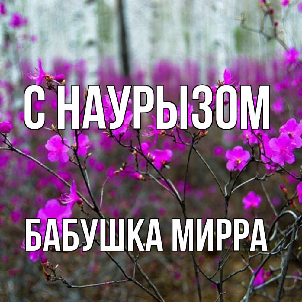 Открытка на каждый день с именем, Бабушка-Мирра С наурызом дикие цветы Прикольная открытка с пожеланием онлайн скачать бесплатно 