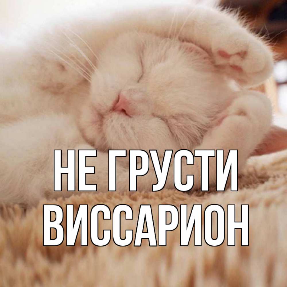 Открытка на каждый день с именем, Виссарион Не грусти белый кот Прикольная открытка с пожеланием онлайн скачать бесплатно 