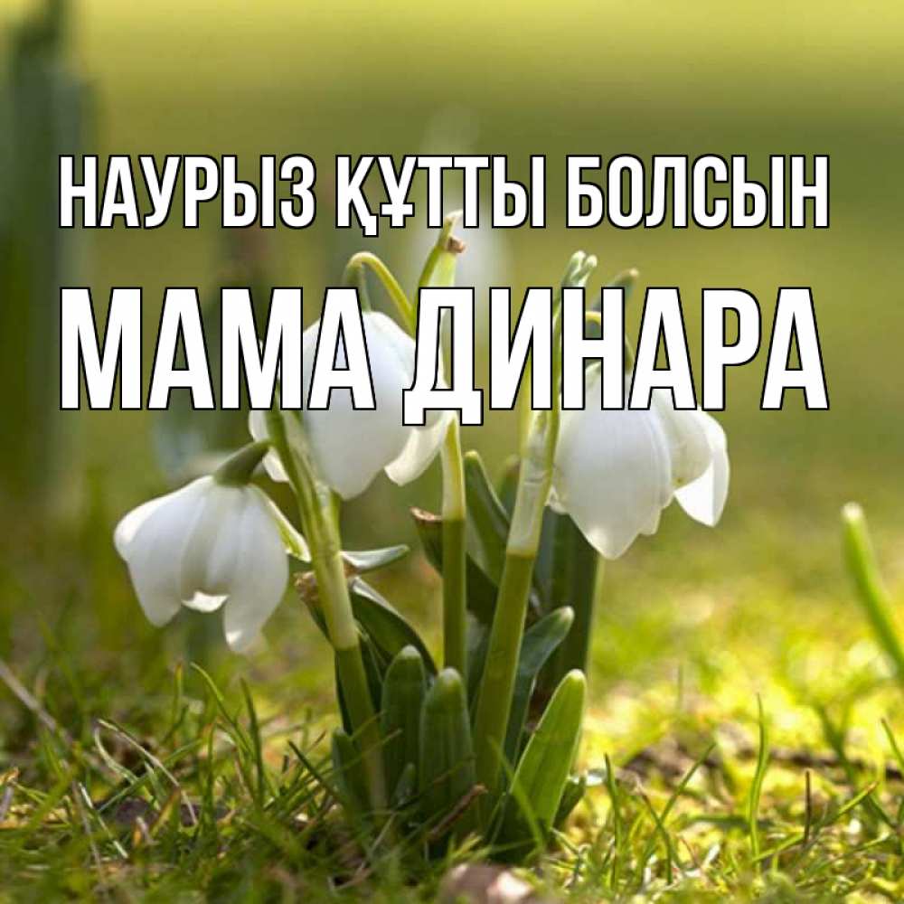 Открытка на каждый день с именем, Мама-Динара Наурыз құтты болсын ранние цветы 2 Прикольная открытка с пожеланием онлайн скачать бесплатно 