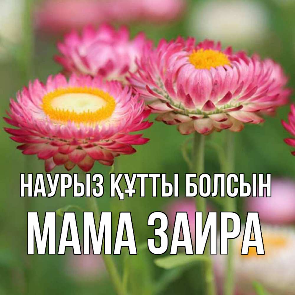 Открытка на каждый день с именем, Мама-Заира Наурыз құтты болсын подарок на международный женский день Прикольная открытка с пожеланием онлайн скачать бесплатно 