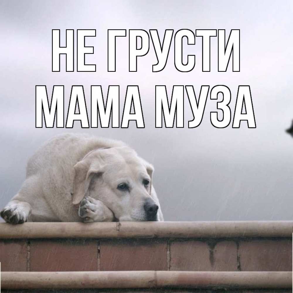 Открытка на каждый день с именем, Мама-Муза Не грусти белый пес 1 Прикольная открытка с пожеланием онлайн скачать бесплатно 