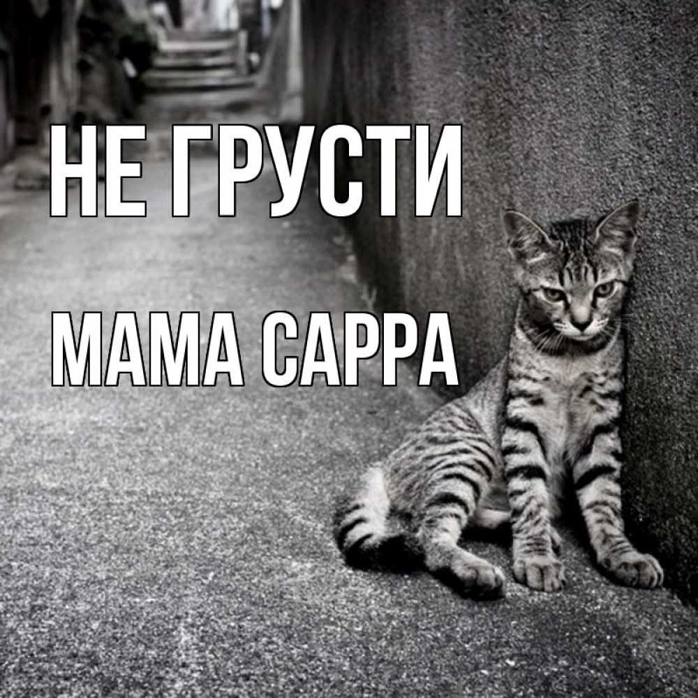 Открытка на каждый день с именем, Мама-Сарра Не грусти скучающий котик Прикольная открытка с пожеланием онлайн скачать бесплатно 