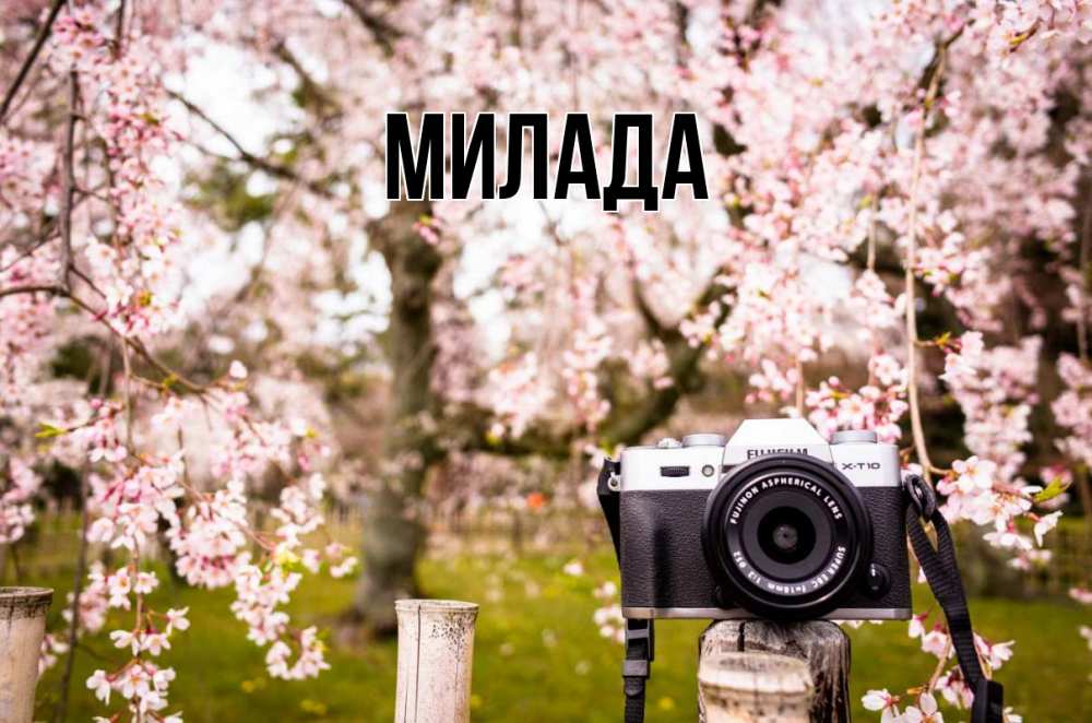 Открытка на каждый день с именем, Милада Главная сирень с днем фотографа, фотоаппарат Прикольная открытка с пожеланием онлайн скачать бесплатно 