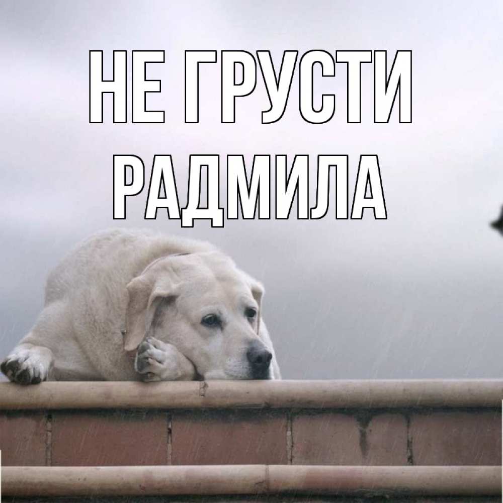 Открытка на каждый день с именем, Радмила Не грусти белый пес 1 Прикольная открытка с пожеланием онлайн скачать бесплатно 