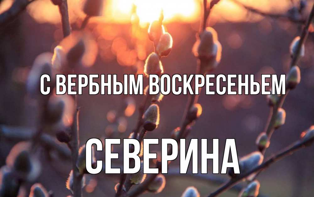 Открытка на каждый день с именем, Северина С вербным воскресеньем верба Прикольная открытка с пожеланием онлайн скачать бесплатно 