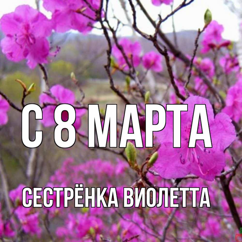 Открытка на каждый день с именем, Сестрёнка-Виолетта С 8 МАРТА международный женский день Прикольная открытка с пожеланием онлайн скачать бесплатно 