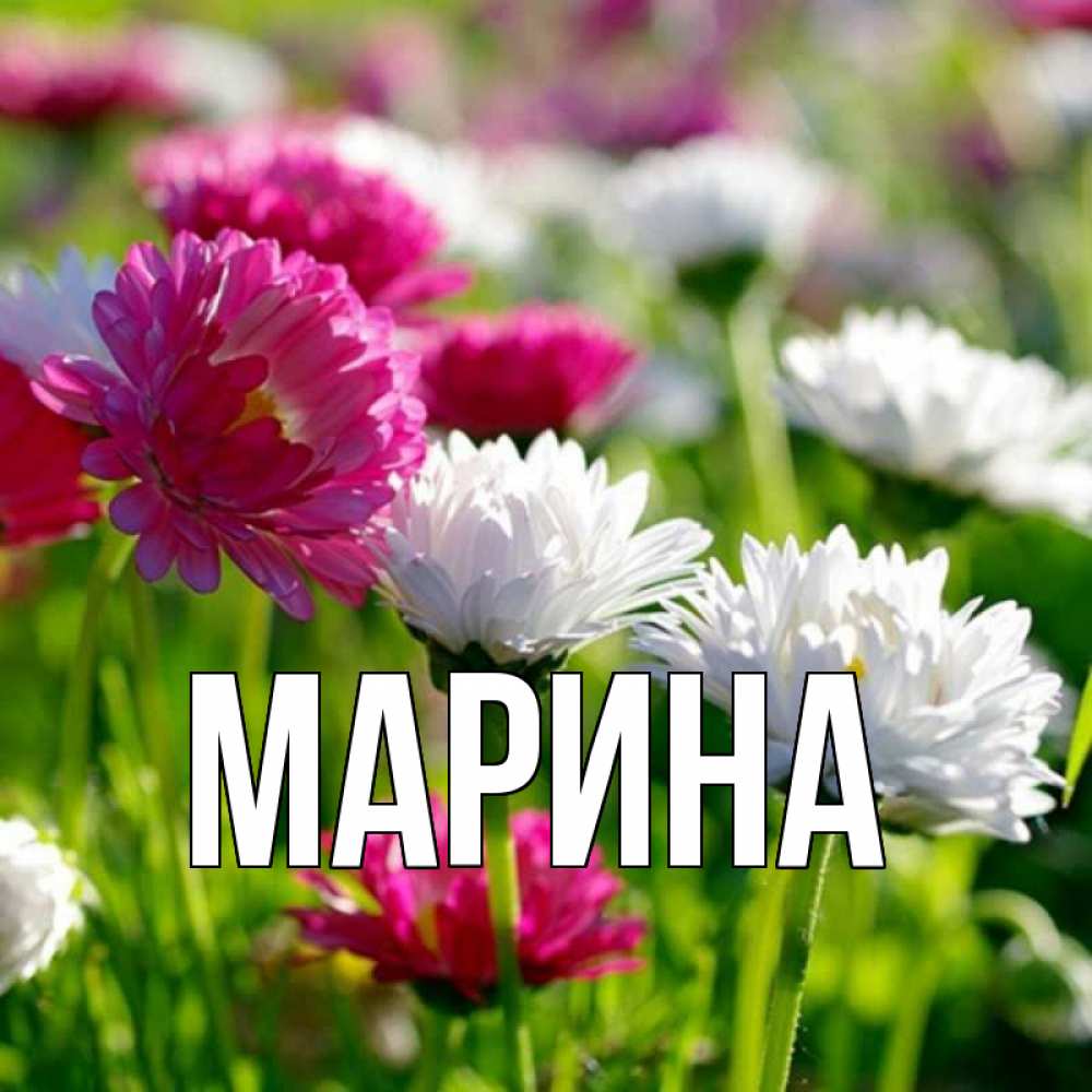 Открытка на каждый день с именем, Марина Главная международный женский день 1 Прикольная открытка с пожеланием онлайн скачать бесплатно 