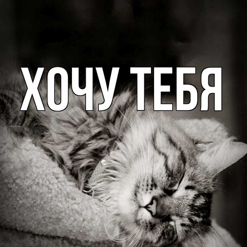 Открытка на каждый день с именем, Хочу-тебя Главная котярик пушистый Прикольная открытка с пожеланием онлайн скачать бесплатно 