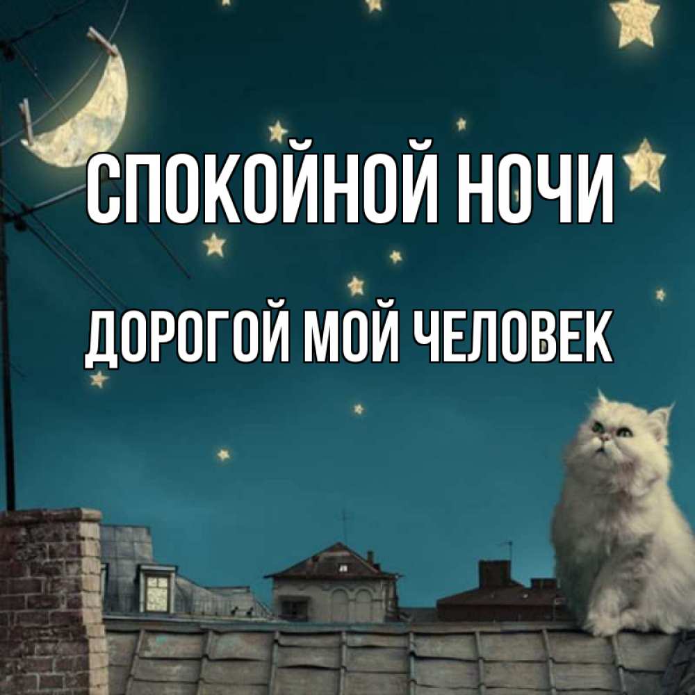 Открытка на каждый день с именем, Дорогой-мой-человек Спокойной ночи белый кот сидит на крыше Прикольная открытка с пожеланием онлайн скачать бесплатно 