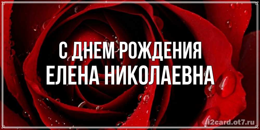 Открытка на каждый день с именем, Елена-Николаевна С днем рождения крупная бордовая роза Прикольная открытка с пожеланием онлайн скачать бесплатно 