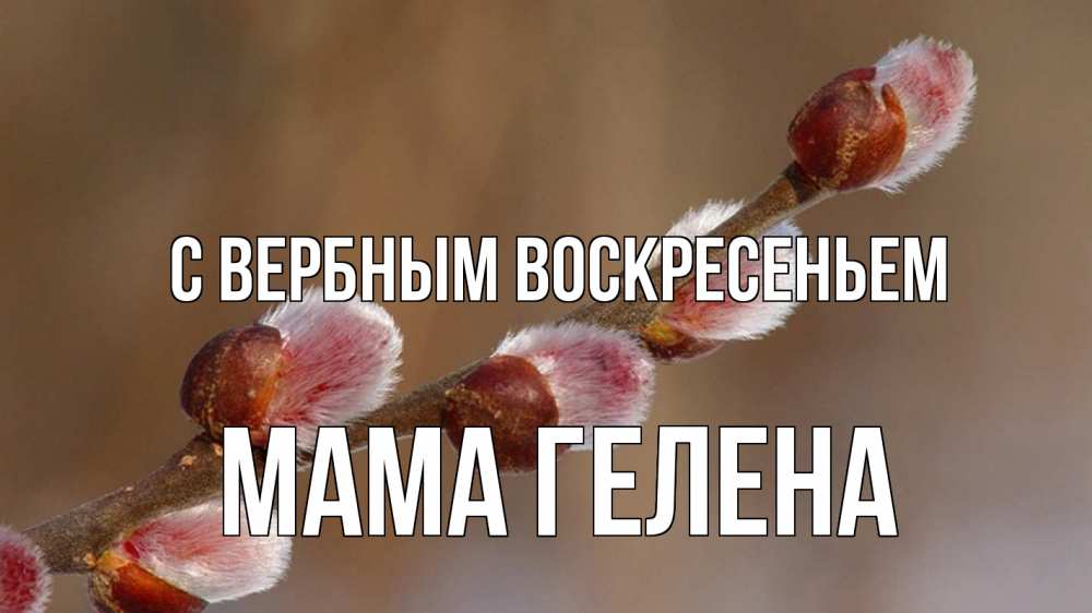 Открытка на каждый день с именем, Мама-Гелена С вербным воскресеньем верба Прикольная открытка с пожеланием онлайн скачать бесплатно 
