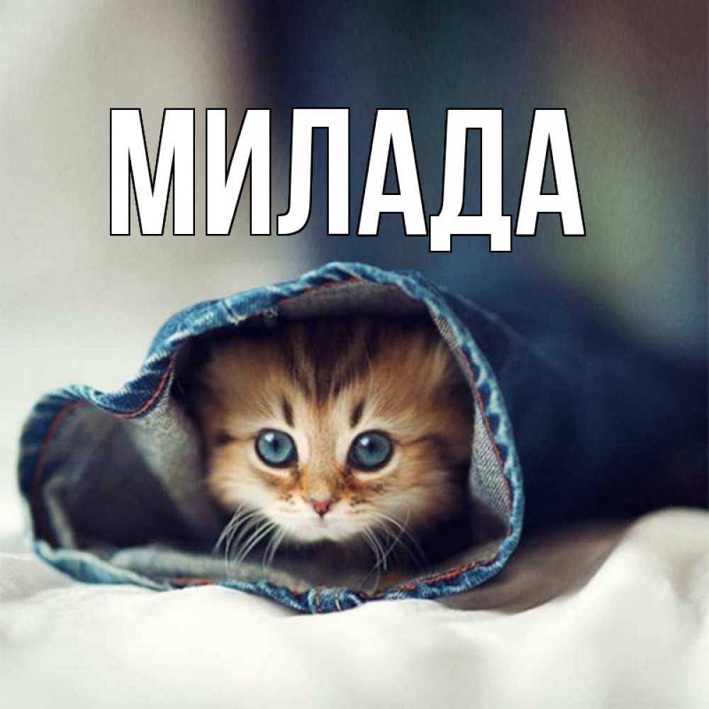 Открытка на каждый день с именем, Милада Главная мне без тебя плохо Прикольная открытка с пожеланием онлайн скачать бесплатно 
