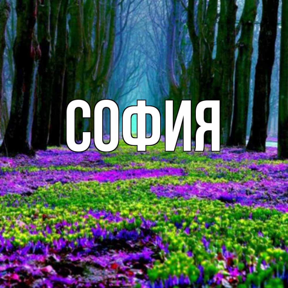 Открытка на каждый день с именем, София Главная фиолетовые цветы в лесу 1 Прикольная открытка с пожеланием онлайн скачать бесплатно 