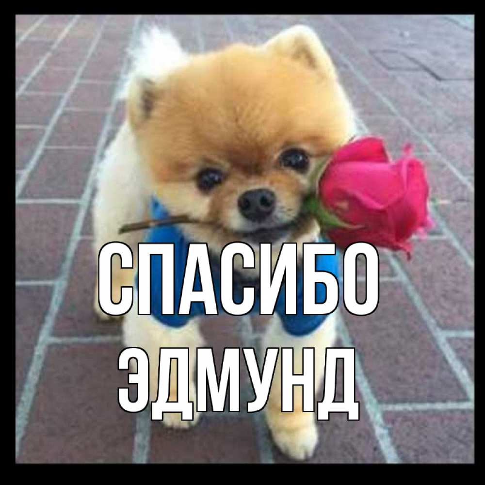 Открытка на каждый день с именем, Эдмунд Спасибо спасибо и дарю тебе цветок Прикольная открытка с пожеланием онлайн скачать бесплатно 