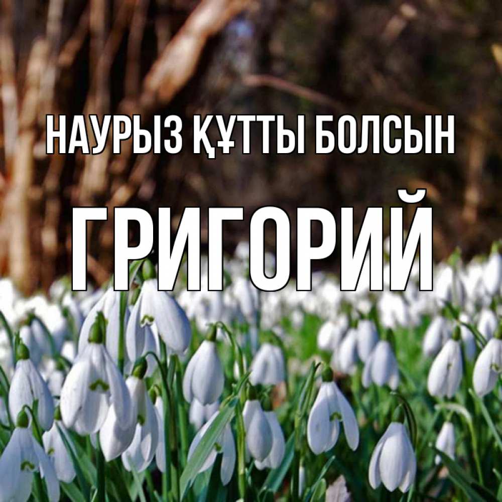 Открытка на каждый день с именем, Григорий Наурыз құтты болсын с подснежниками 1 Прикольная открытка с пожеланием онлайн скачать бесплатно 