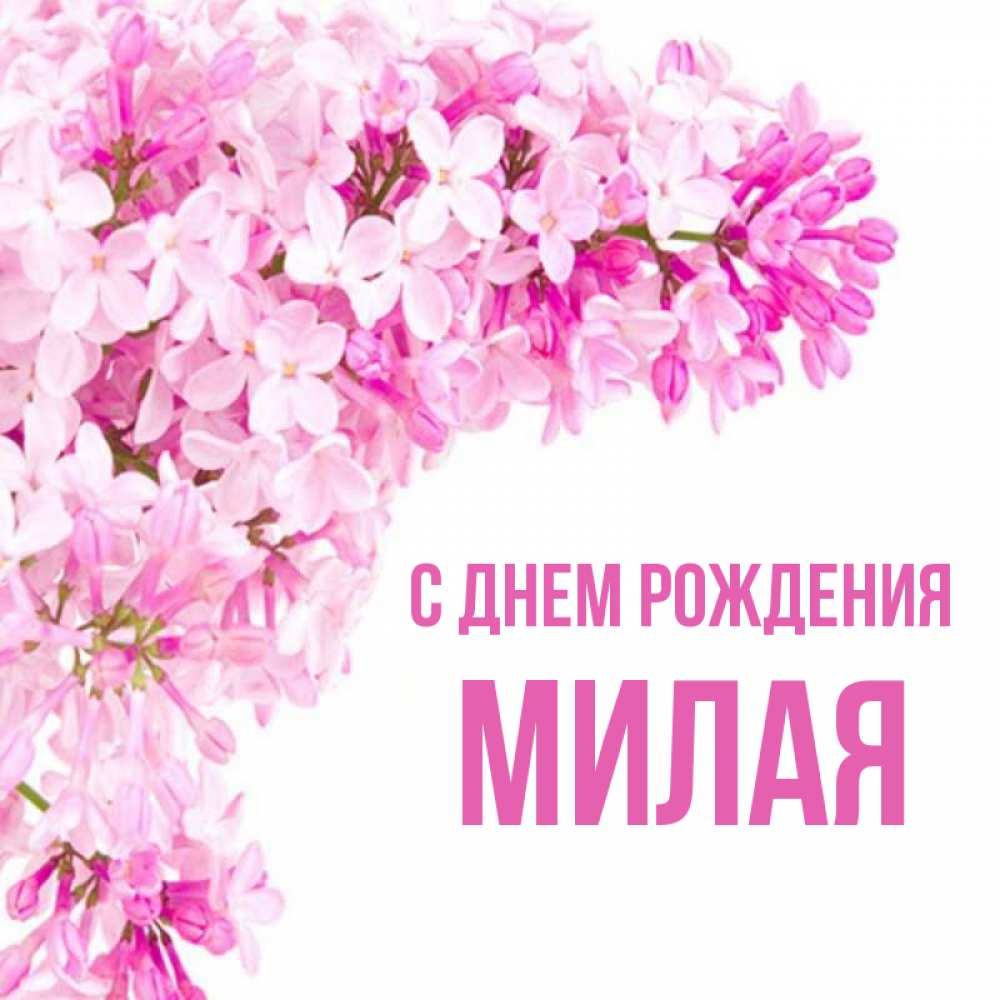 Открытка на каждый день с именем, МИЛАЯ С днем рождения Сирень на белом фоне Прикольная открытка с пожеланием онлайн скачать бесплатно 
