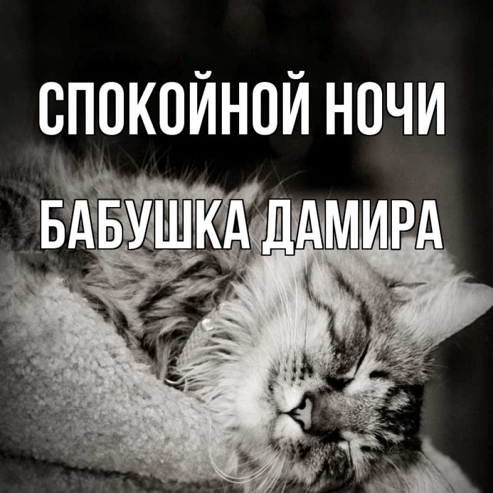 Открытка на каждый день с именем, Бабушка-Дамира Спокойной ночи котярик пушистый Прикольная открытка с пожеланием онлайн скачать бесплатно 