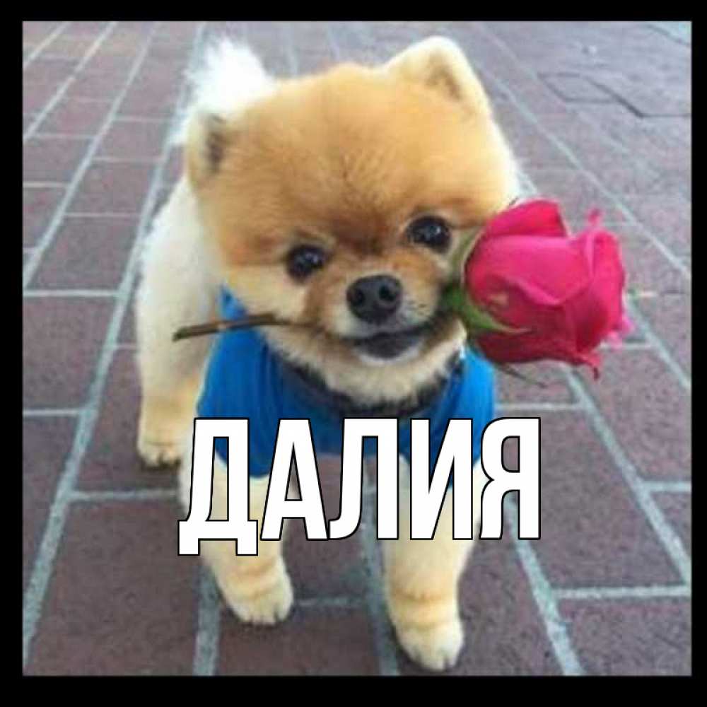Картинка  с именем , Далия