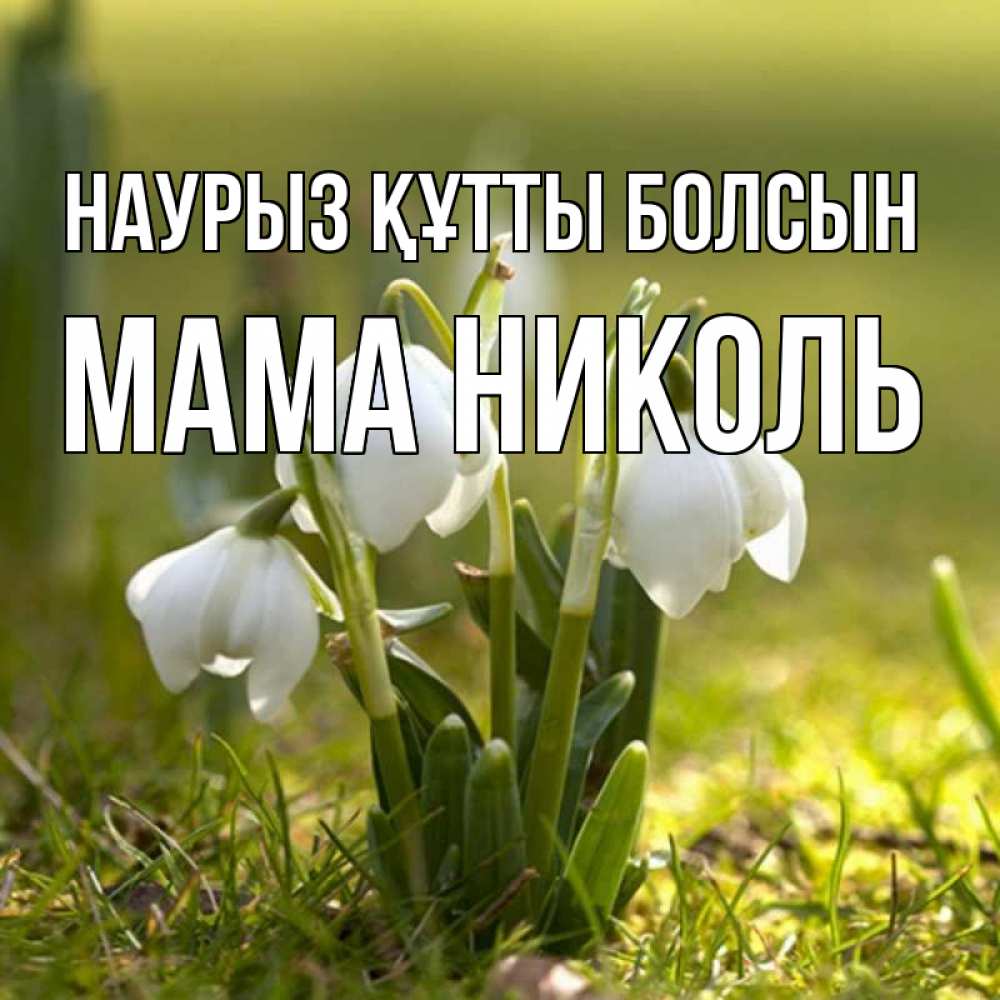 Открытка на каждый день с именем, Мама-Николь Наурыз құтты болсын ранние цветы 2 Прикольная открытка с пожеланием онлайн скачать бесплатно 