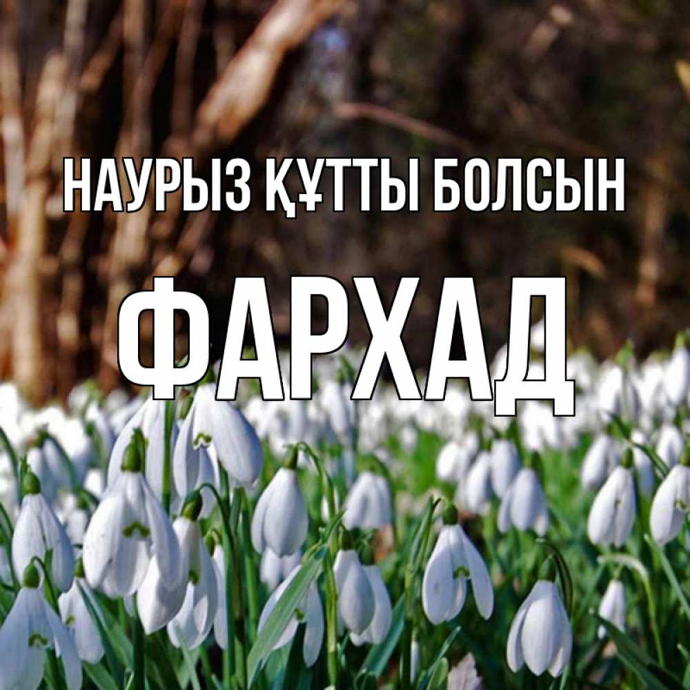 Открытка на каждый день с именем, Фархад Наурыз құтты болсын с подснежниками 1 Прикольная открытка с пожеланием онлайн скачать бесплатно 