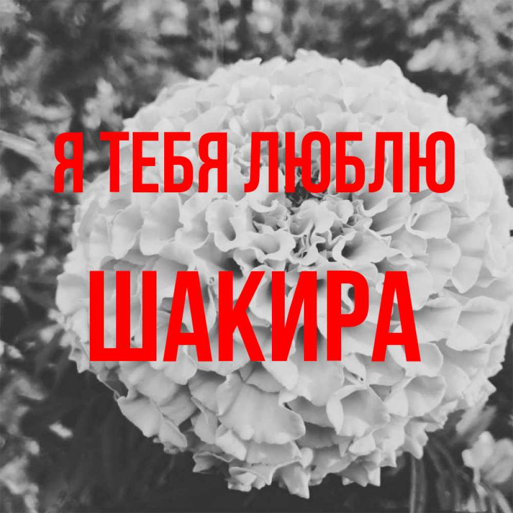 Открытка на каждый день с именем, Шакира Я тебя люблю подпись Прикольная открытка с пожеланием онлайн скачать бесплатно 