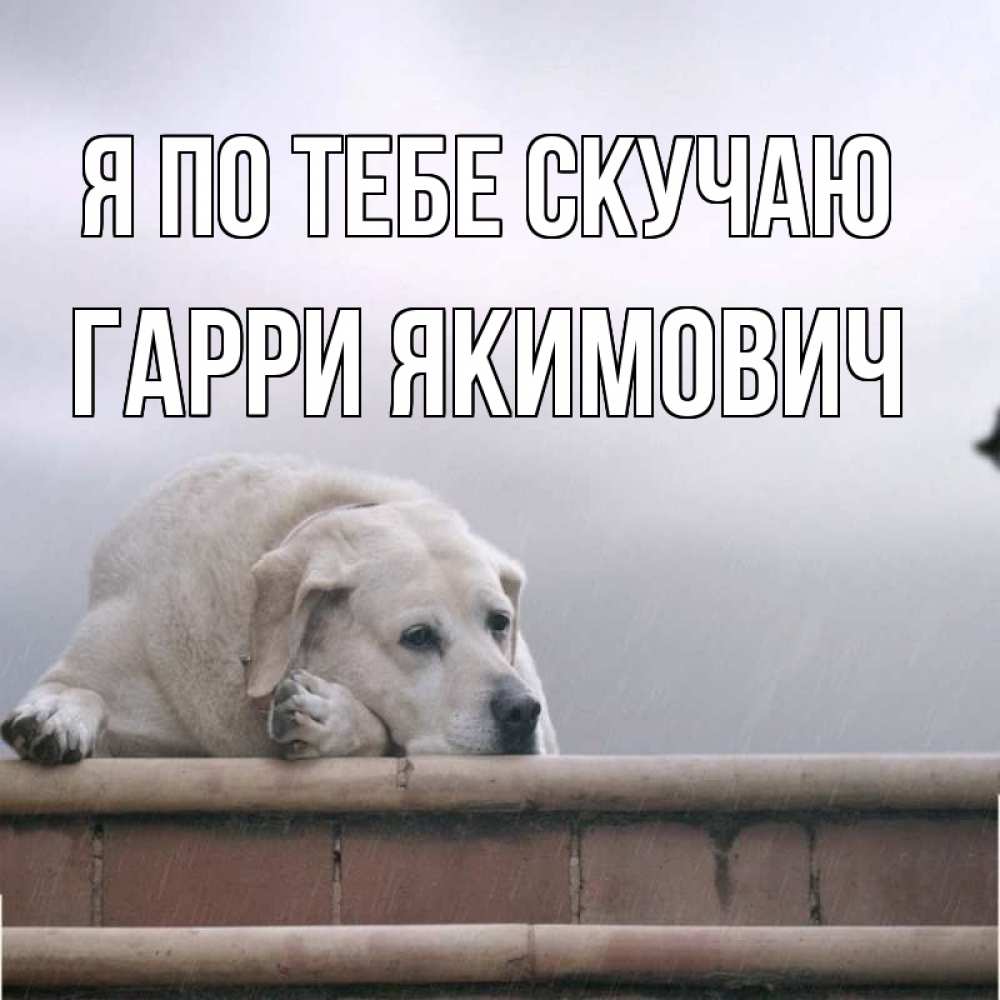Картинка Я по тебе скучаю, Гарри Якимович