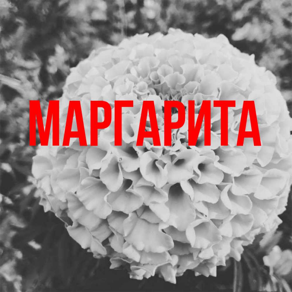 Картинки маргарита привет