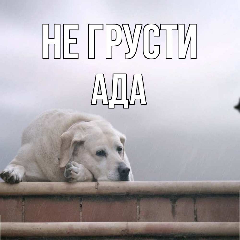 Открытка на каждый день с именем, Ада Не грусти белый пес 1 Прикольная открытка с пожеланием онлайн скачать бесплатно 