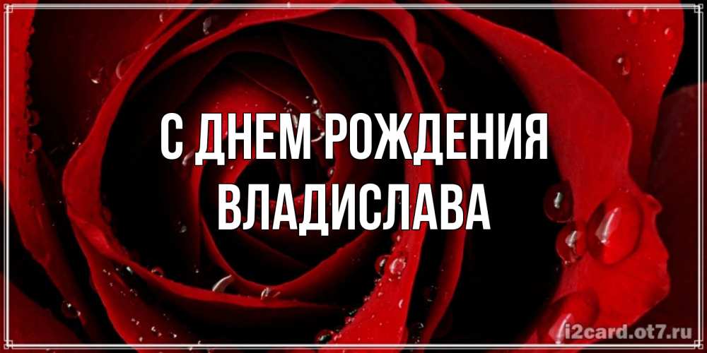 Открытка на каждый день с именем, Владислава С днем рождения крупная бордовая роза Прикольная открытка с пожеланием онлайн скачать бесплатно 