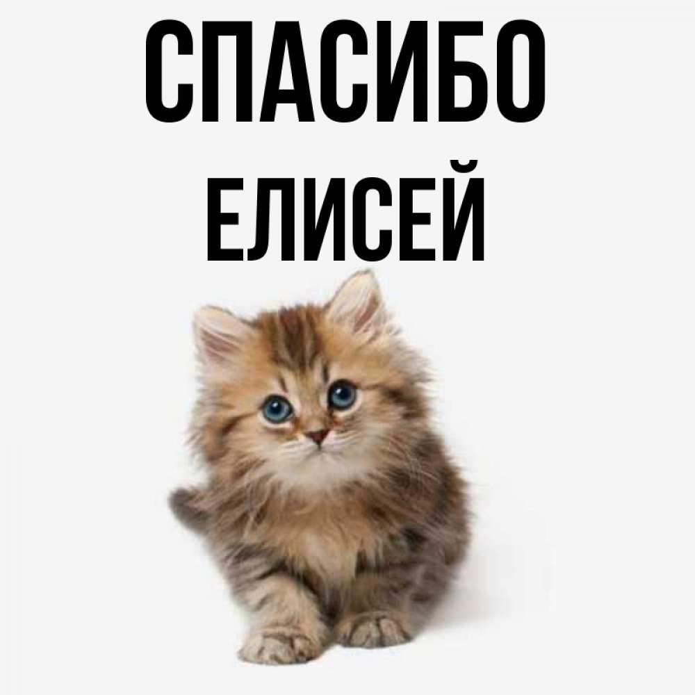 Открытка на каждый день с именем, Елисей Спасибо пушистый котик Прикольная открытка с пожеланием онлайн скачать бесплатно 