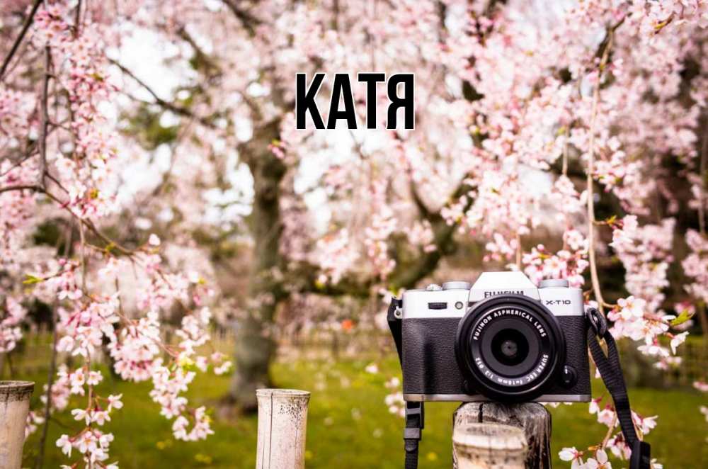 Открытка на каждый день с именем, Катя Главная сирень с днем фотографа, фотоаппарат Прикольная открытка с пожеланием онлайн скачать бесплатно 