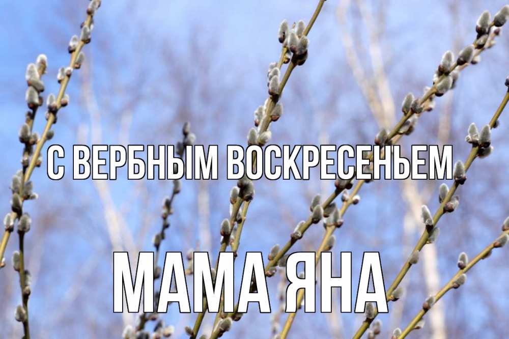 Открытка на каждый день с именем, Мама-Яна С вербным воскресеньем верба Прикольная открытка с пожеланием онлайн скачать бесплатно 