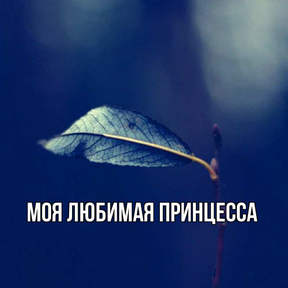 Открытка на каждый день с именем, Моя-Любимая-Принцесса Главная одна ветка 1 Прикольная открытка с пожеланием онлайн скачать бесплатно 