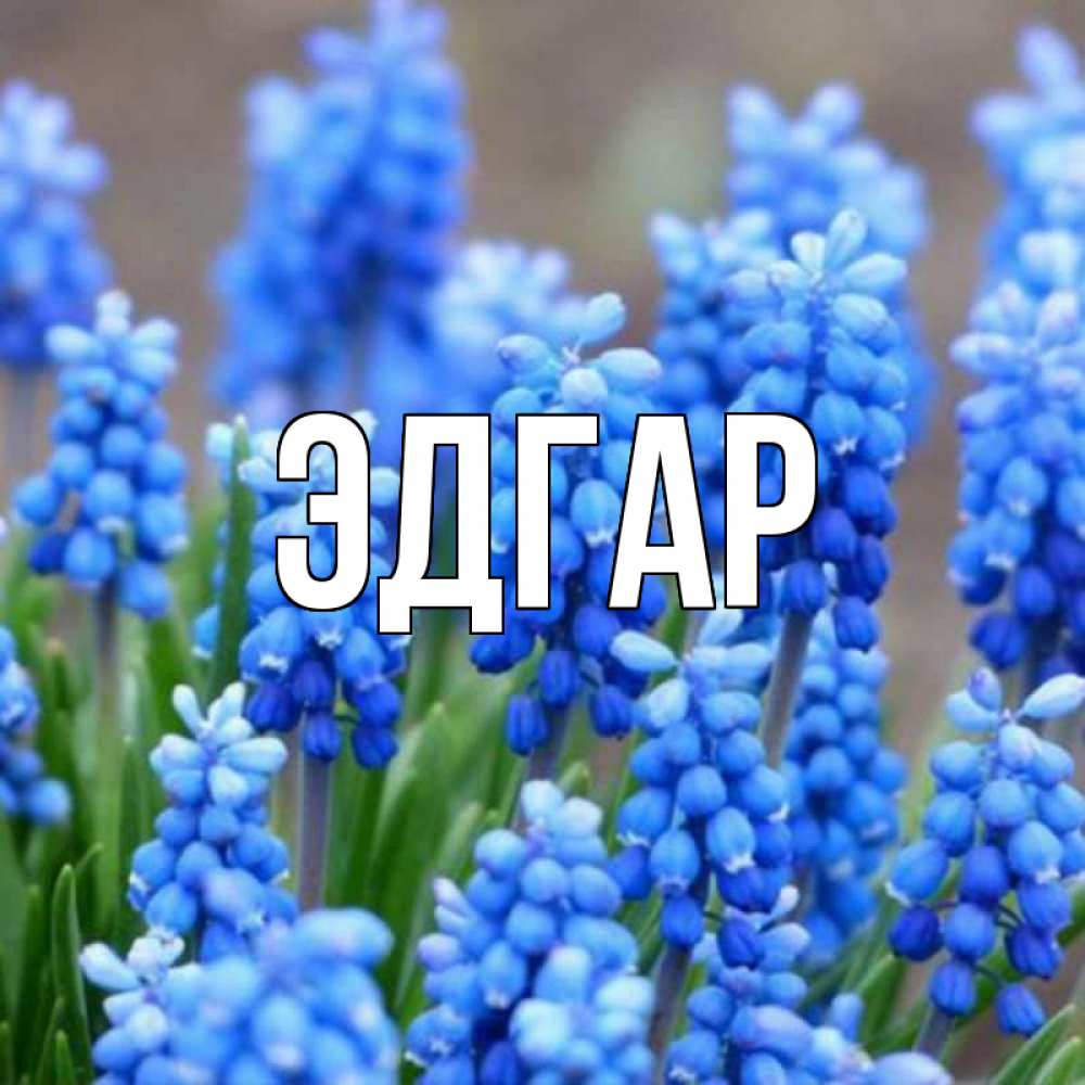 Открытка на каждый день с именем, Эдгар Главная Поздравительная открытка для женщин с цветами на праздничную дату Прикольная открытка с пожеланием онлайн скачать бесплатно 