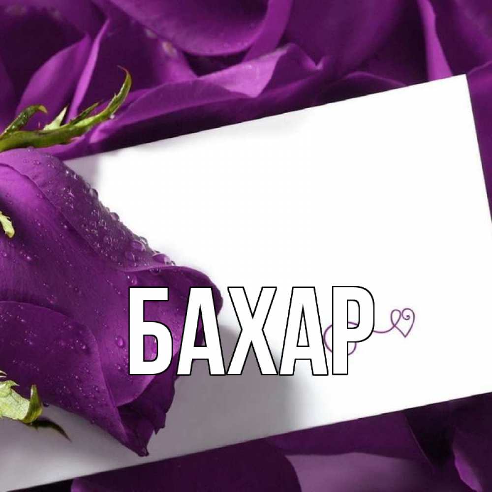 Открытка на каждый день с именем, Бахар Главная роза Прикольная открытка с пожеланием онлайн скачать бесплатно 