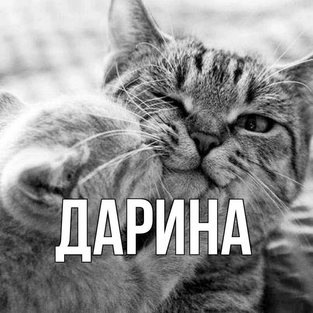 Открытка на каждый день с именем, Дарина Главная коты Прикольная открытка с пожеланием онлайн скачать бесплатно 