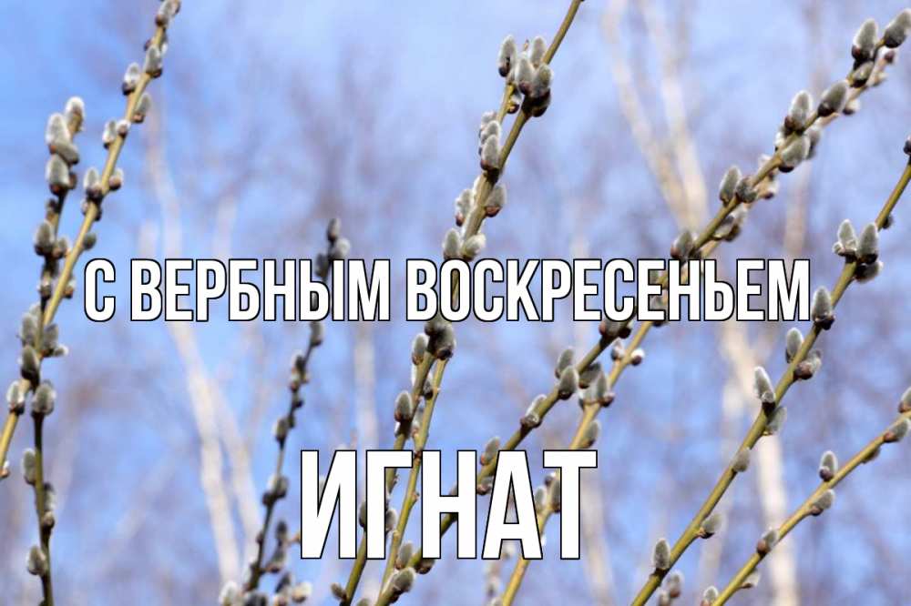 Открытка на каждый день с именем, Игнат С вербным воскресеньем верба Прикольная открытка с пожеланием онлайн скачать бесплатно 