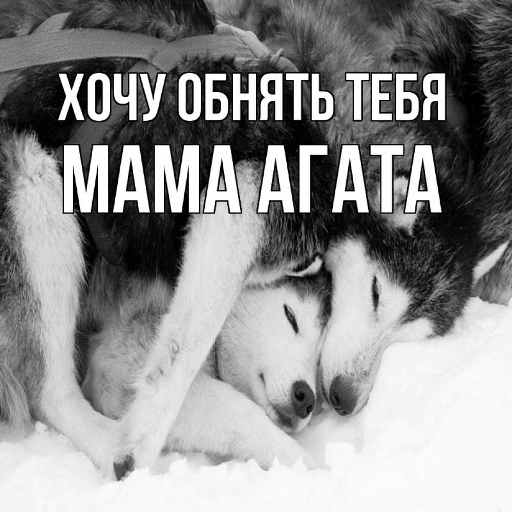 Открытка на каждый день с именем, Мама-Агата Хочу обнять тебя собачки в упряжке Прикольная открытка с пожеланием онлайн скачать бесплатно 
