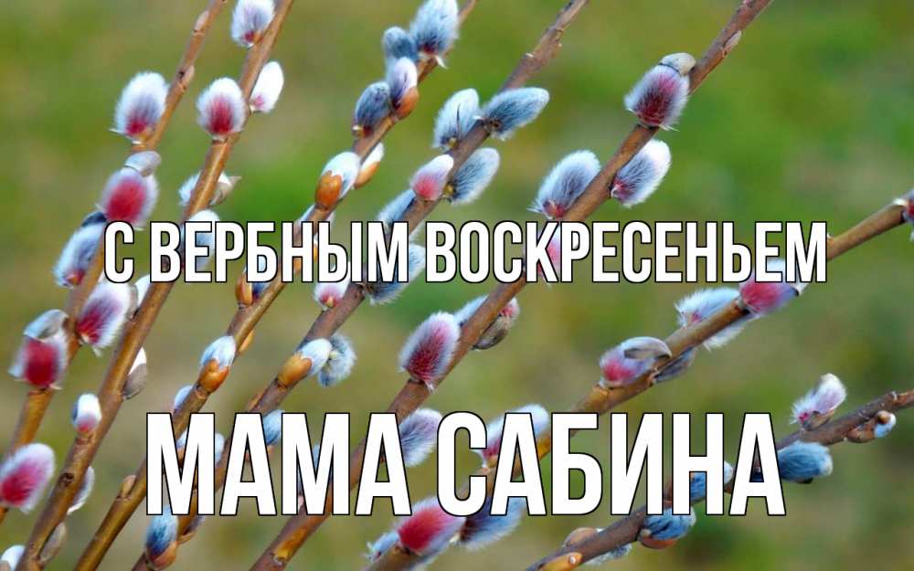 Открытка на каждый день с именем, Мама-Сабина С вербным воскресеньем верба Прикольная открытка с пожеланием онлайн скачать бесплатно 