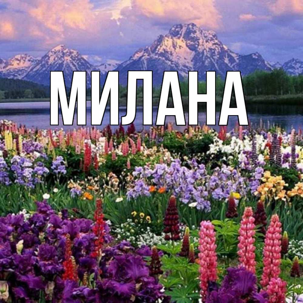 Открытка на каждый день с именем, Милана Главная праздник весны наурыз Прикольная открытка с пожеланием онлайн скачать бесплатно 