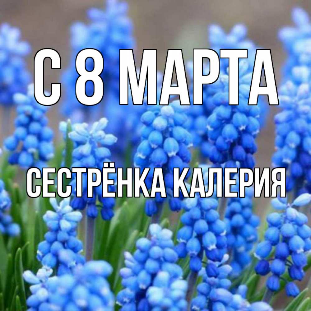 Открытка на каждый день с именем, Сестрёнка-Калерия С 8 МАРТА Поздравительная открытка для женщин с цветами на праздничную дату Прикольная открытка с пожеланием онлайн скачать бесплатно 
