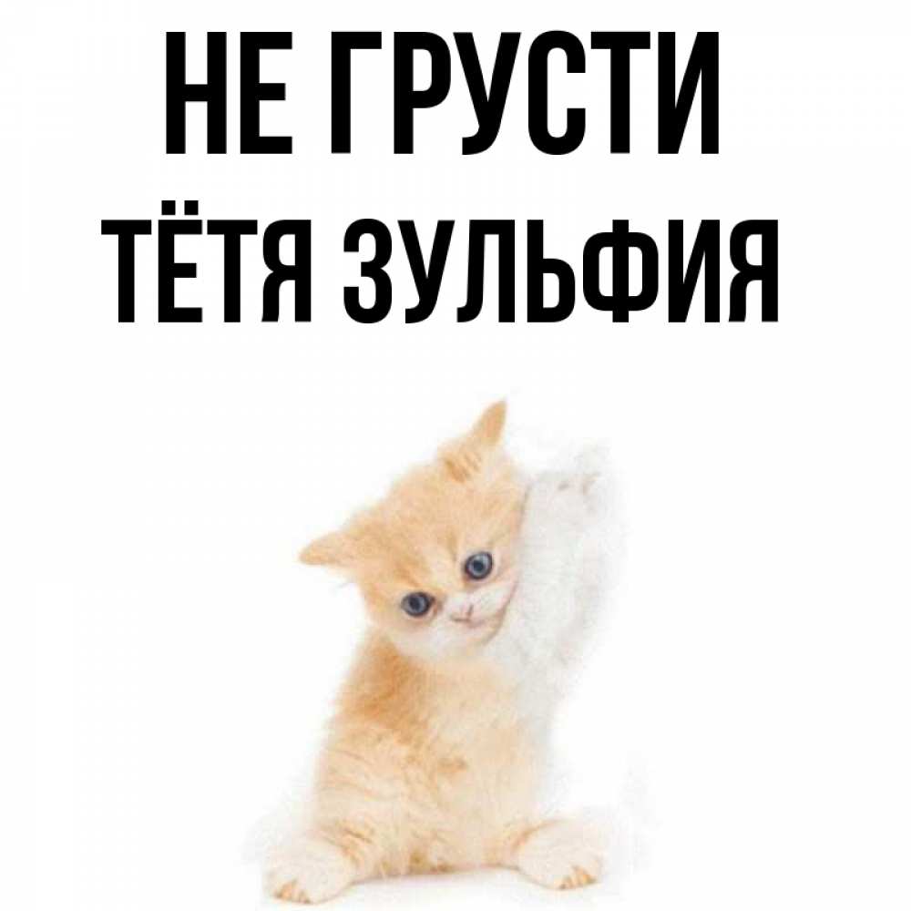 Открытка на каждый день с именем, Тётя-Зульфия Не грусти просящий кот Прикольная открытка с пожеланием онлайн скачать бесплатно 