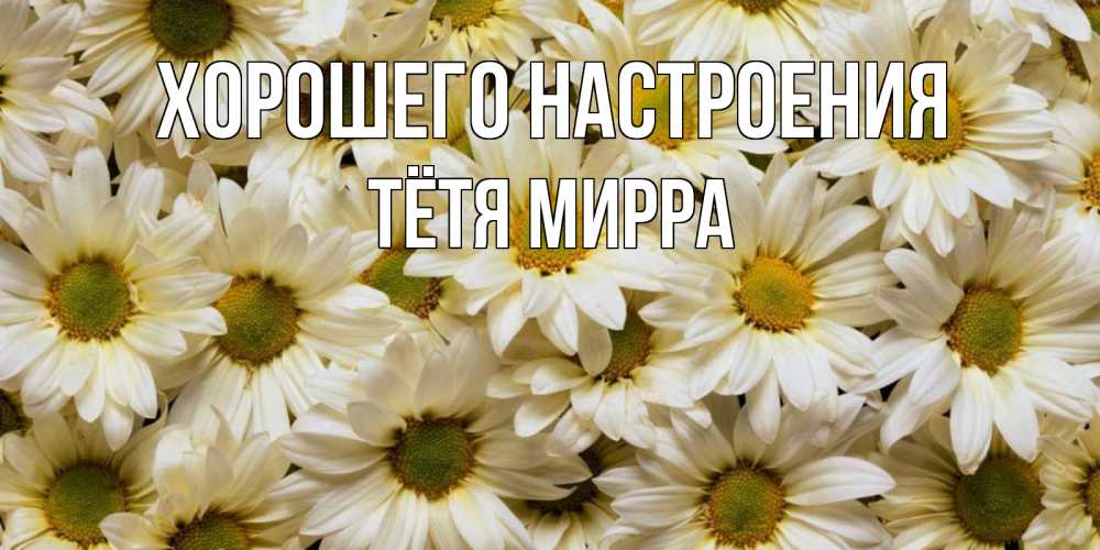 Открытка на каждый день с именем, Тётя-Мирра Хорошего настроения крупные ромашки Прикольная открытка с пожеланием онлайн скачать бесплатно 