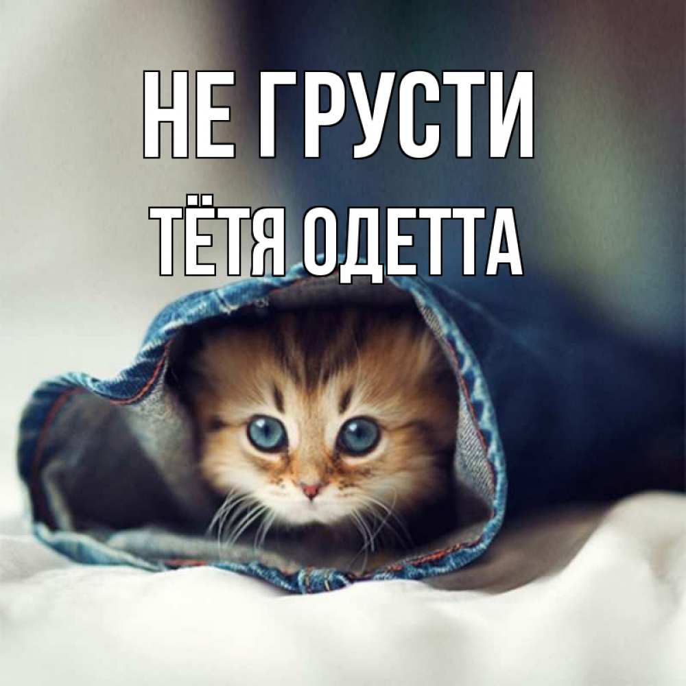 Открытка на каждый день с именем, Тётя-Одетта Не грусти кот в одежде Прикольная открытка с пожеланием онлайн скачать бесплатно 