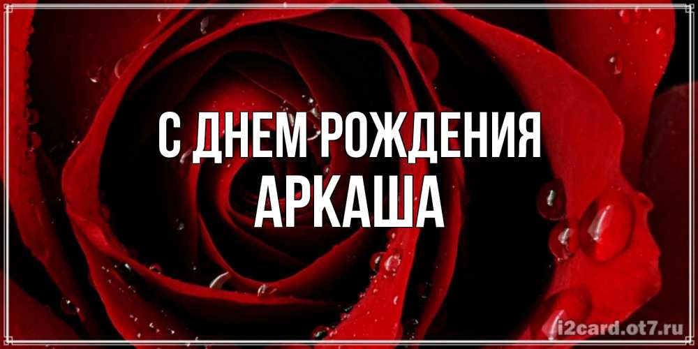 Открытка на каждый день с именем, Аркаша С днем рождения крупная бордовая роза Прикольная открытка с пожеланием онлайн скачать бесплатно 