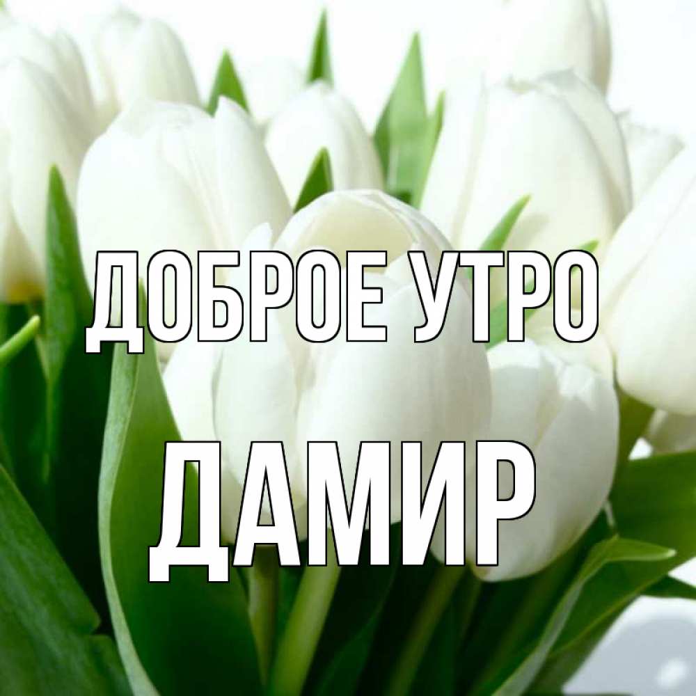 Открытка на каждый день с именем, Дамир Доброе утро открытки на каждый день по именам Прикольная открытка с пожеланием онлайн скачать бесплатно 
