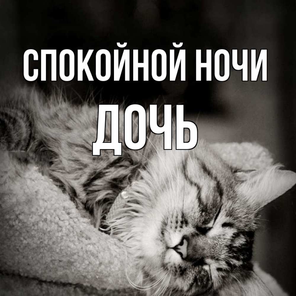 Открытка на каждый день с именем, Дочь Спокойной ночи котярик пушистый Прикольная открытка с пожеланием онлайн скачать бесплатно 