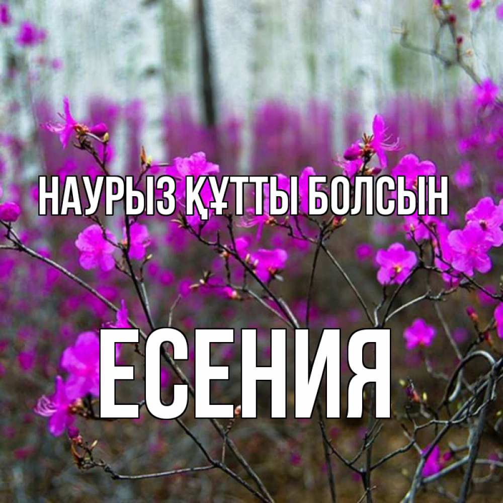 Открытка на каждый день с именем, Есения Наурыз құтты болсын дикие цветы Прикольная открытка с пожеланием онлайн скачать бесплатно 