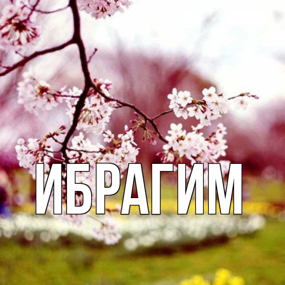 Открытка на каждый день с именем, Ибрагим Главная яблоня Прикольная открытка с пожеланием онлайн скачать бесплатно 