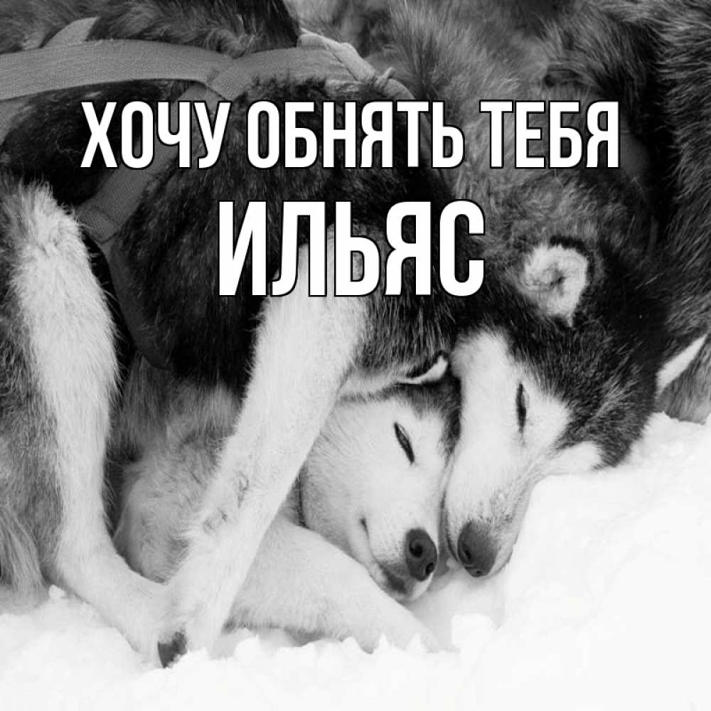 Открытка на каждый день с именем, Ильяс Хочу обнять тебя собачки в упряжке Прикольная открытка с пожеланием онлайн скачать бесплатно 